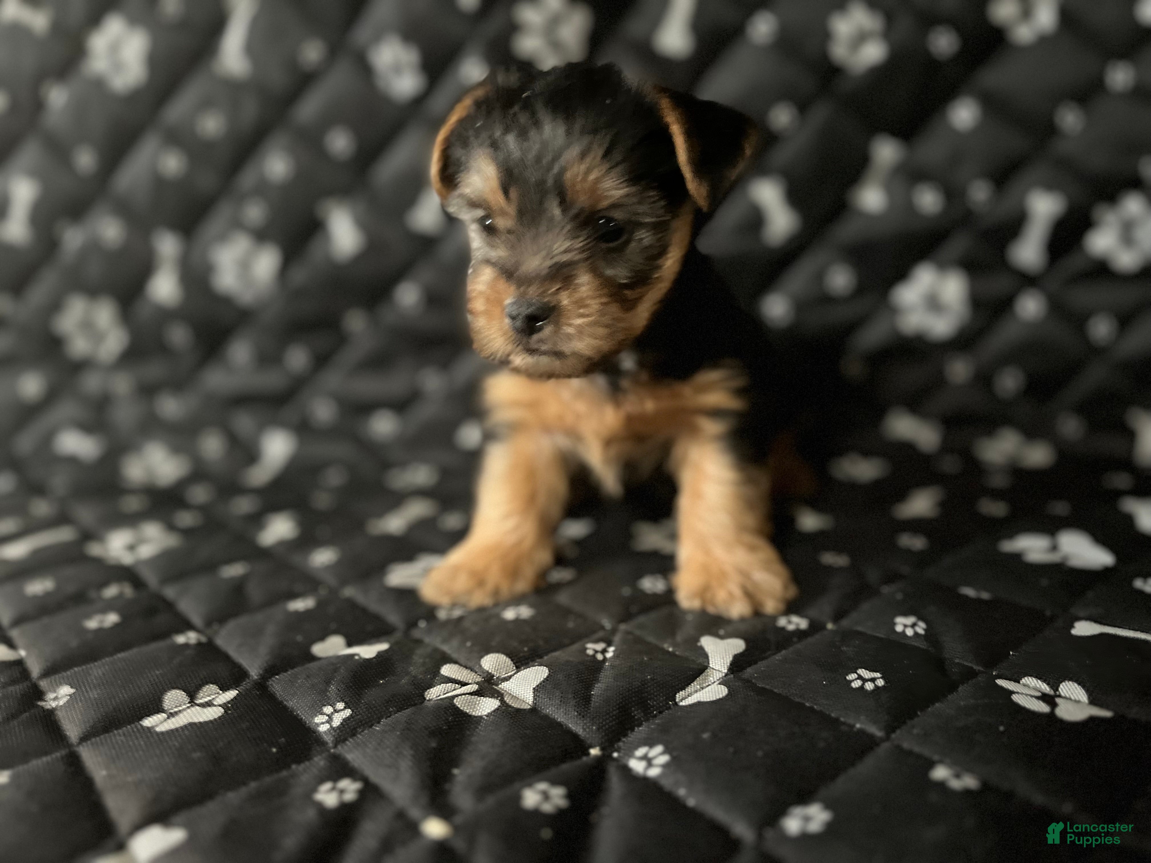 Yorkshire Terrier dogs Yorkshire Terrier Puppy 1 - Ad 39
