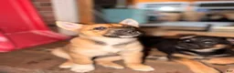 Mixed Breed dogs for sale: Spangle  - Ad 2