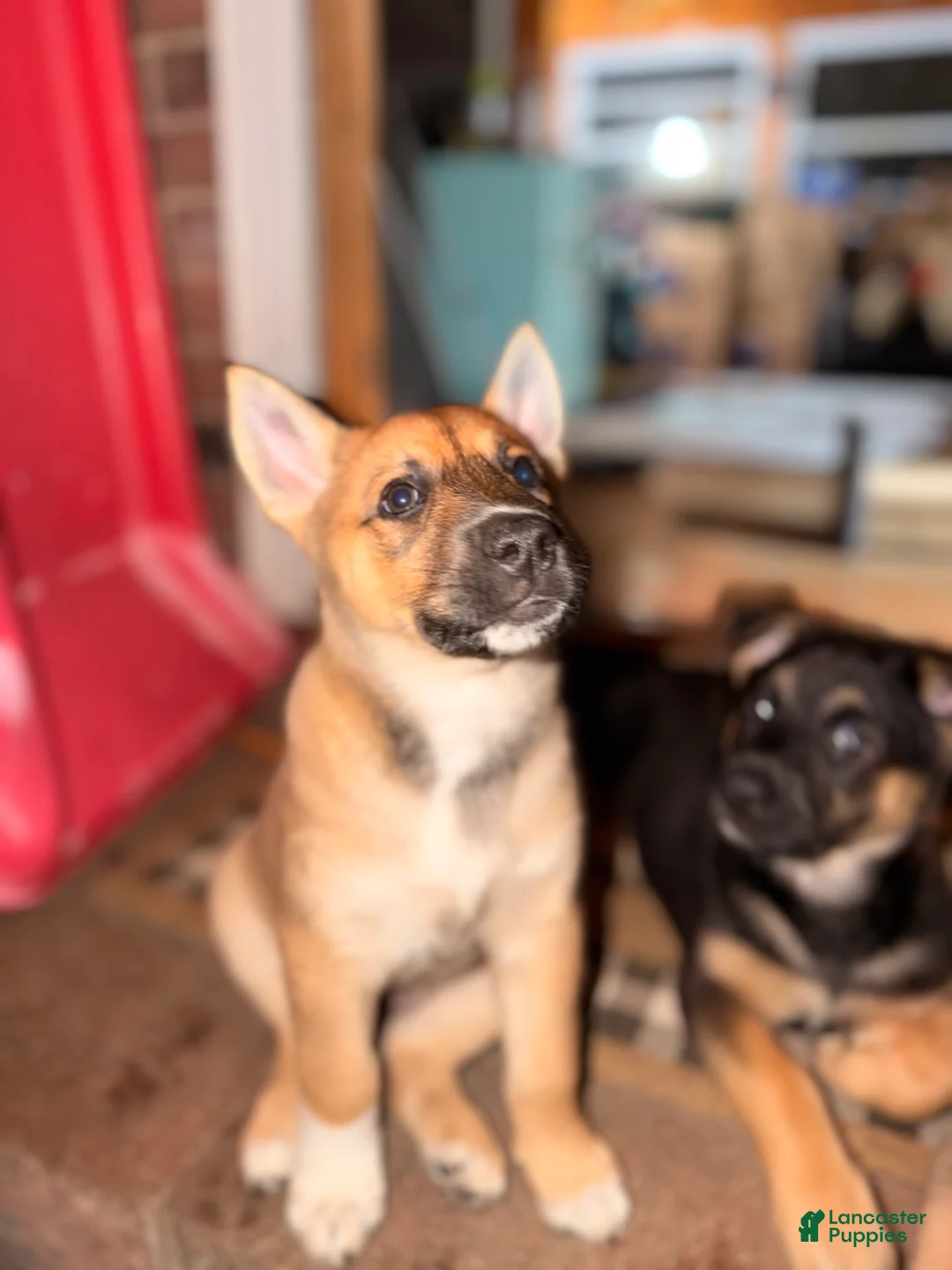 Mixed Breed dogs for sale: Spangle  - Ad 2