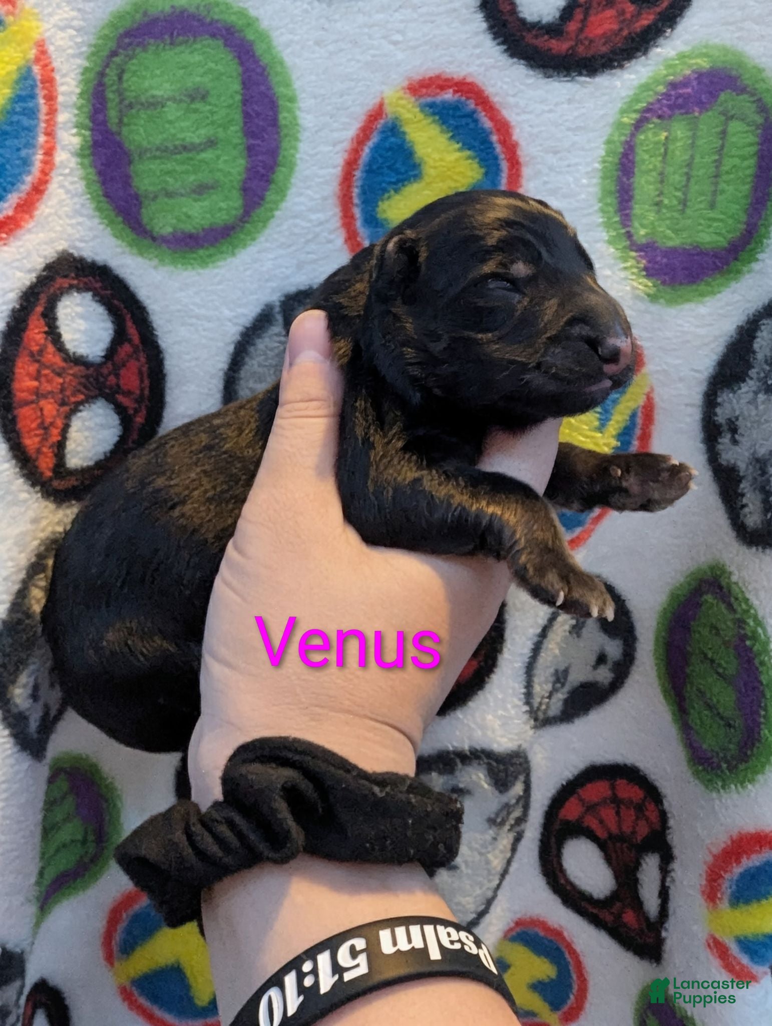 German Shepherd dogs Venus ( Pink collar puppy) - Ad 1