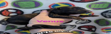 Venus ( Pink collar puppy)