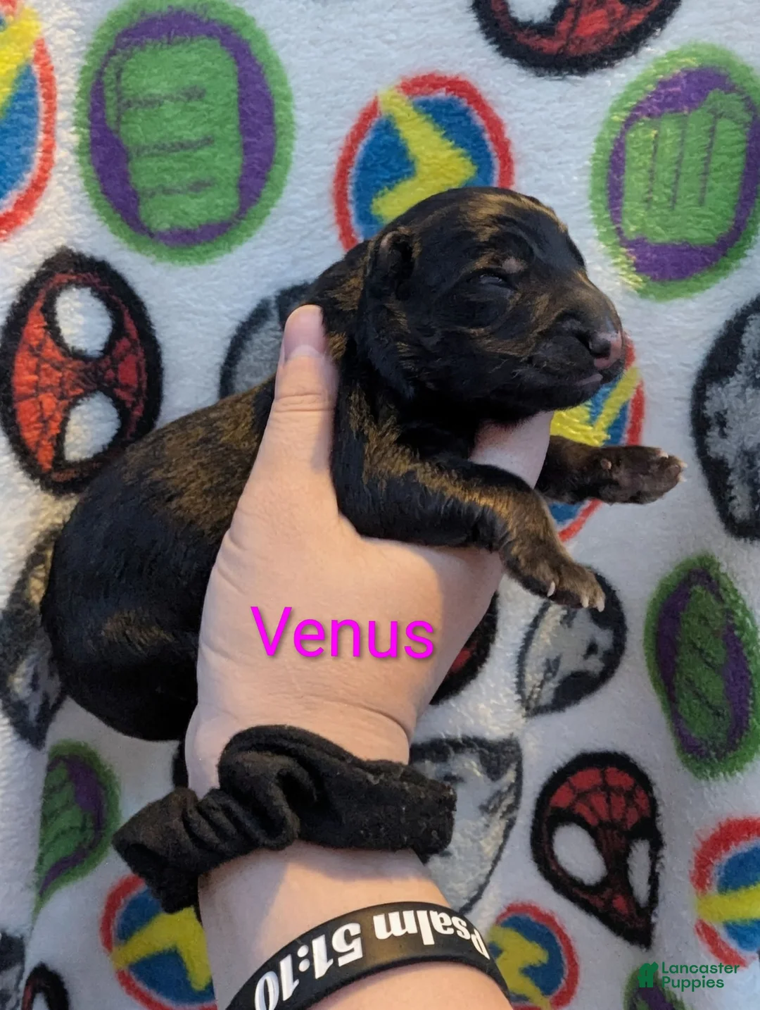 German Shepherd dogs for sale: Venus ( Pink collar puppy) - Ad 1