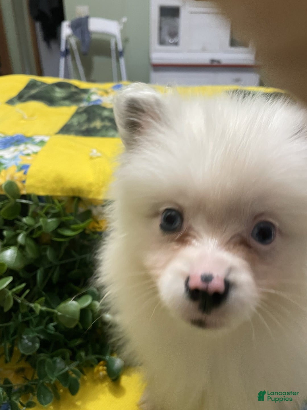 Pomeranian dogs for sale: Pomeranian Puppy 1 Rusty - Ad 1