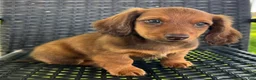 Dachshund dogs for sale: Anson - Ad 3