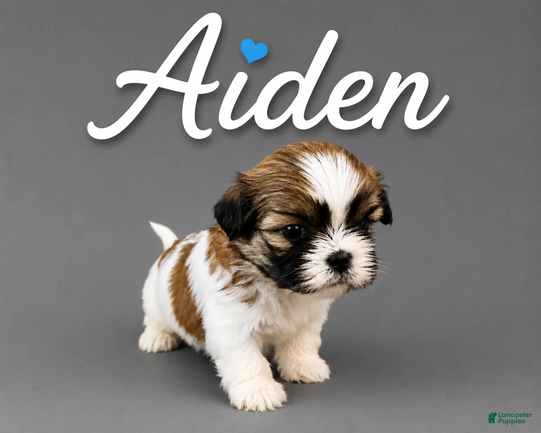 Shih Tzu dogs for sale: Aiden  - Ad 2