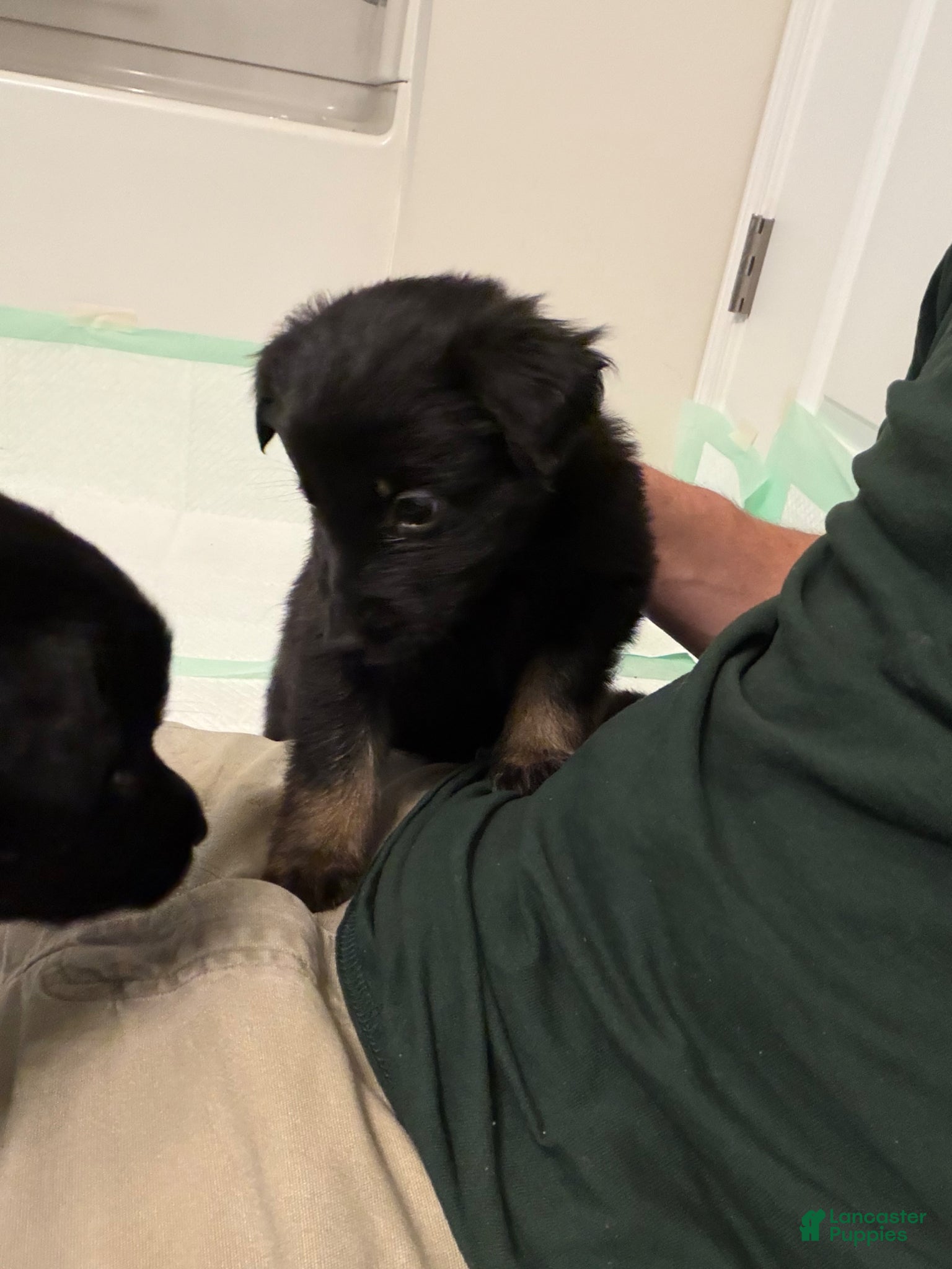 German Shepherd dogs  Puppy 8 - Ad 6