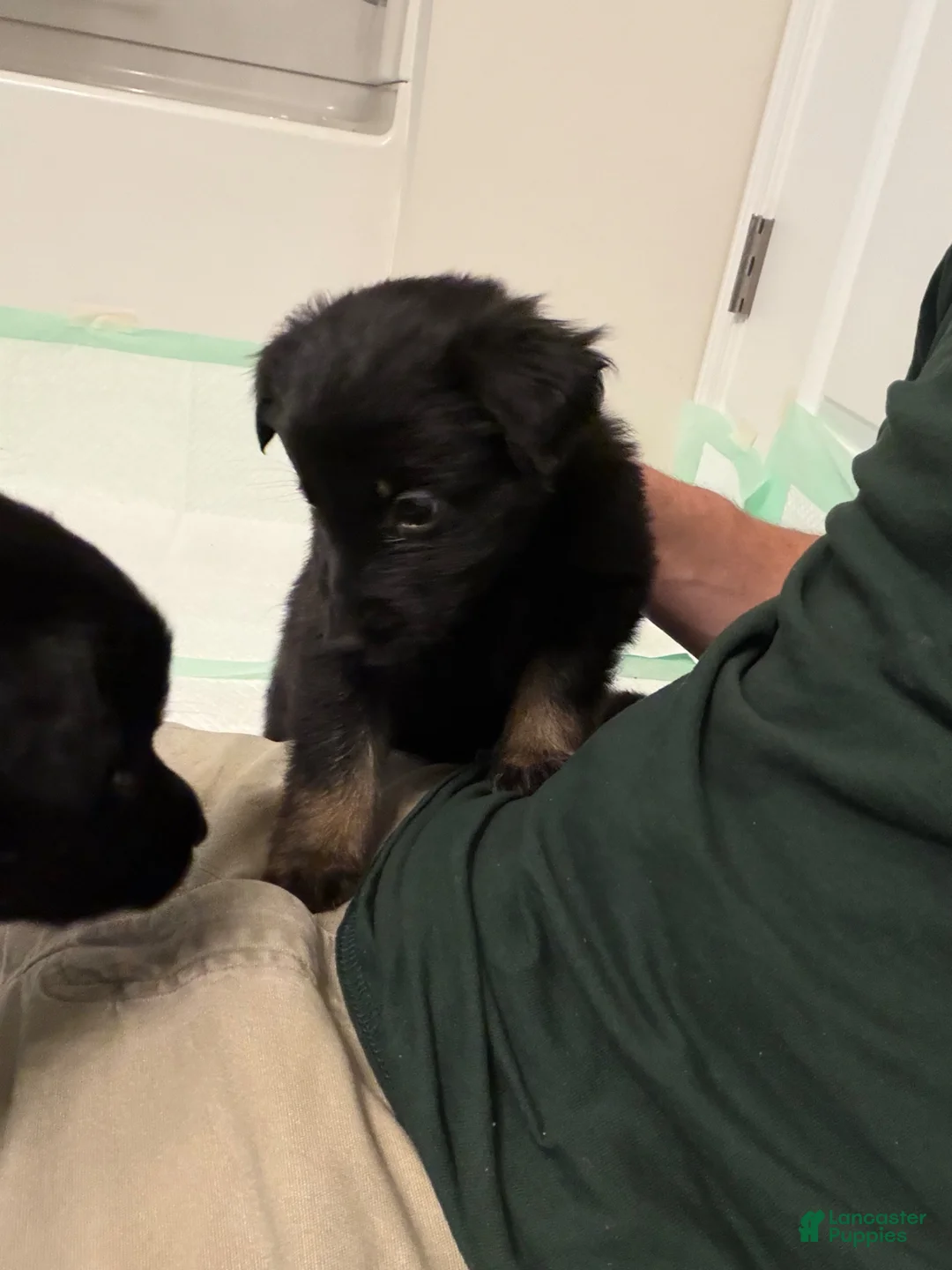 German Shepherd dogs for sale:  Puppy 8 - Ad 1