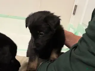 German Shepherd dogs Puppy 8 - Ad 6