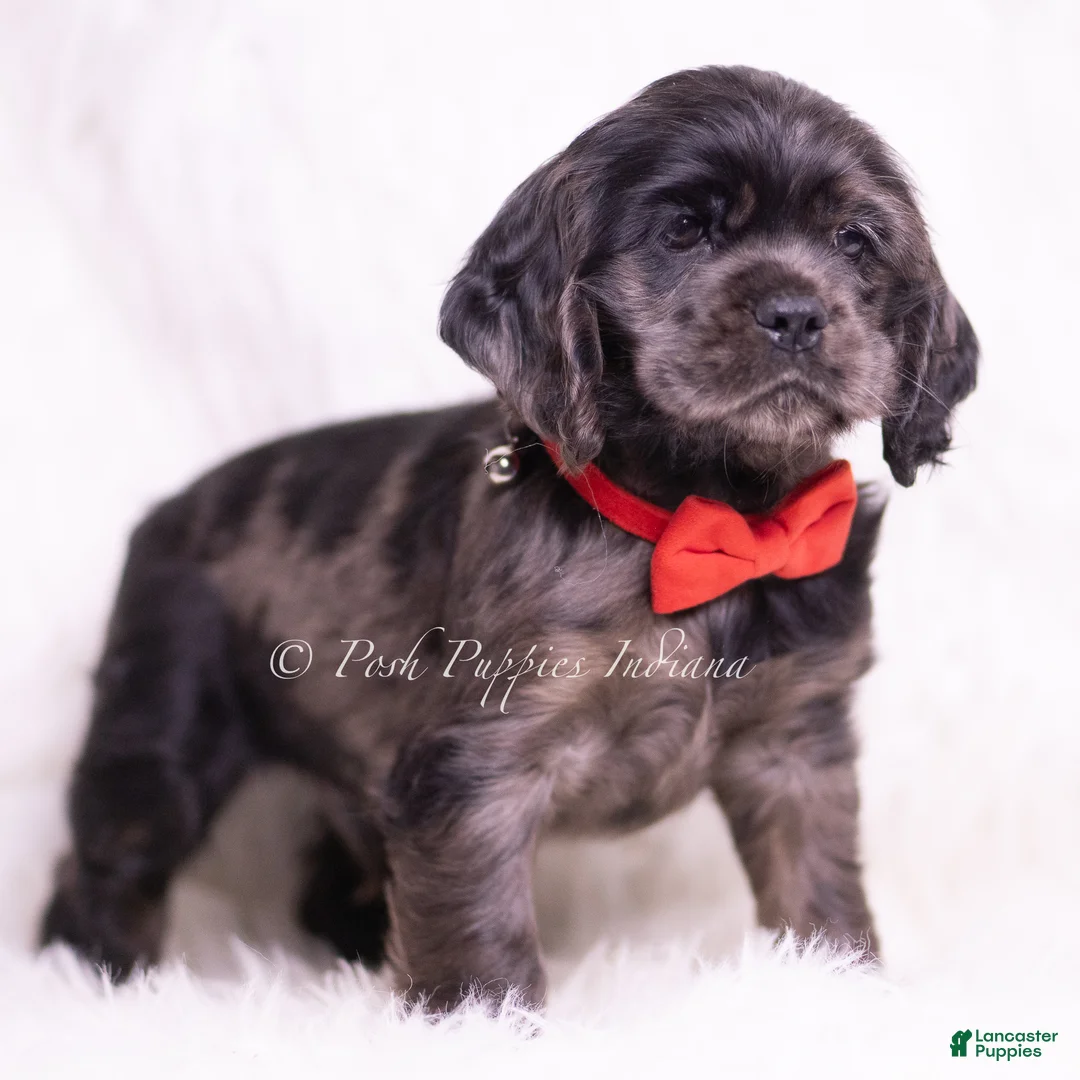 Cocker Spaniel dogs for sale: Disco - Ad 7