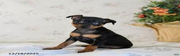 Miniature Pinscher dogs for sale: Diamond - Ad 3