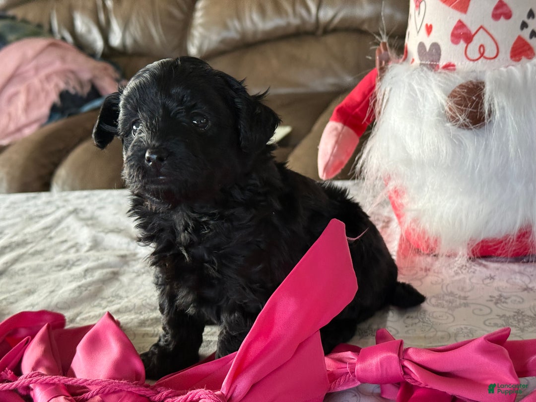 Yorkiepoo dogs for sale: Cinnamon  - Ad 1