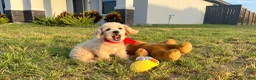 Maltipoo dogs for sale: Peanut - Ad 3