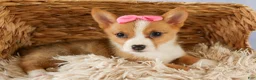Welsh Corgi Pembroke dogs for sale: Yara ❤️ - Ad 3
