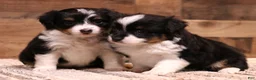 Toy Australian Shepherd dogs for sale: Rue adorable black tri female with unique black patch above nose - Ad 4