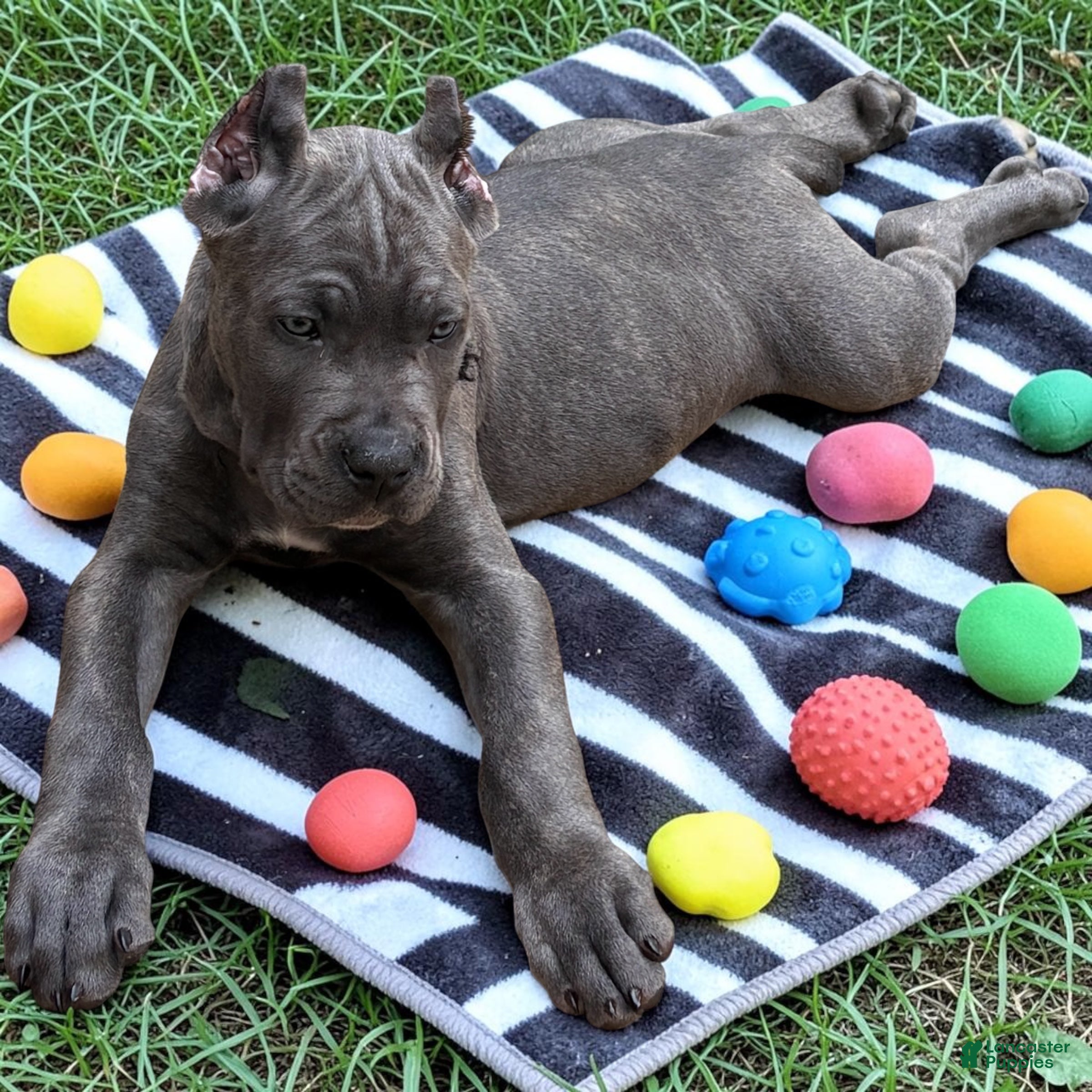 Cane Corso dogs Black - Ad 25