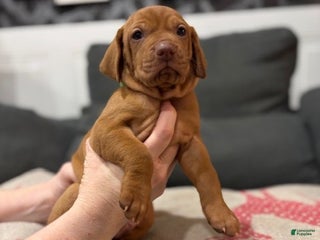 Vizsla dogs - Ad 2