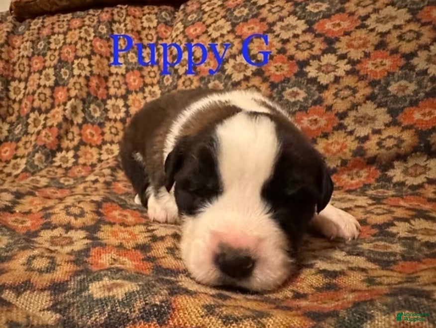 Saint Bernard dogs Saint Bernard Puppy 2 - Ad 9