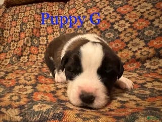 Saint Bernard dogs Saint Bernard Puppy 2 - Ad 9