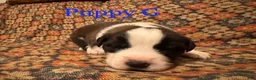 Saint Bernard dogs for sale: Saint Bernard Puppy 2 - Ad 1