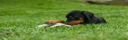 Doberman Pinscher dogs for sale:  Delta (Black Rust) 🖤🐾 - Ad 3
