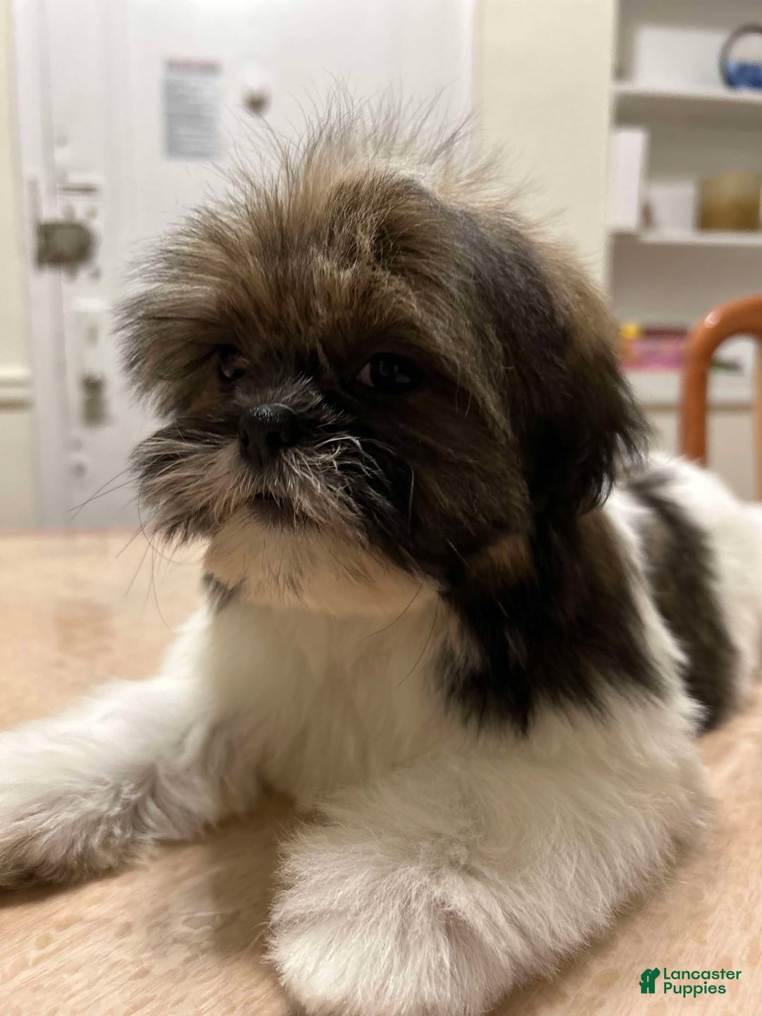 Shih Tzu dogs for sale: Liz - Ad 1