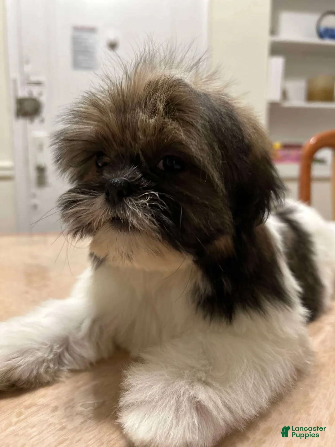 Shih Tzu dogs for sale: Liz - Ad 1