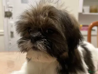 Shih Tzu dogs Liz - Ad 10
