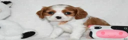 Cavalier King Charles Spaniel dogs for sale: Upton  - Ad 3