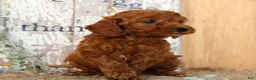 Miniature Poodle dogs for sale: Nina - Ad 7