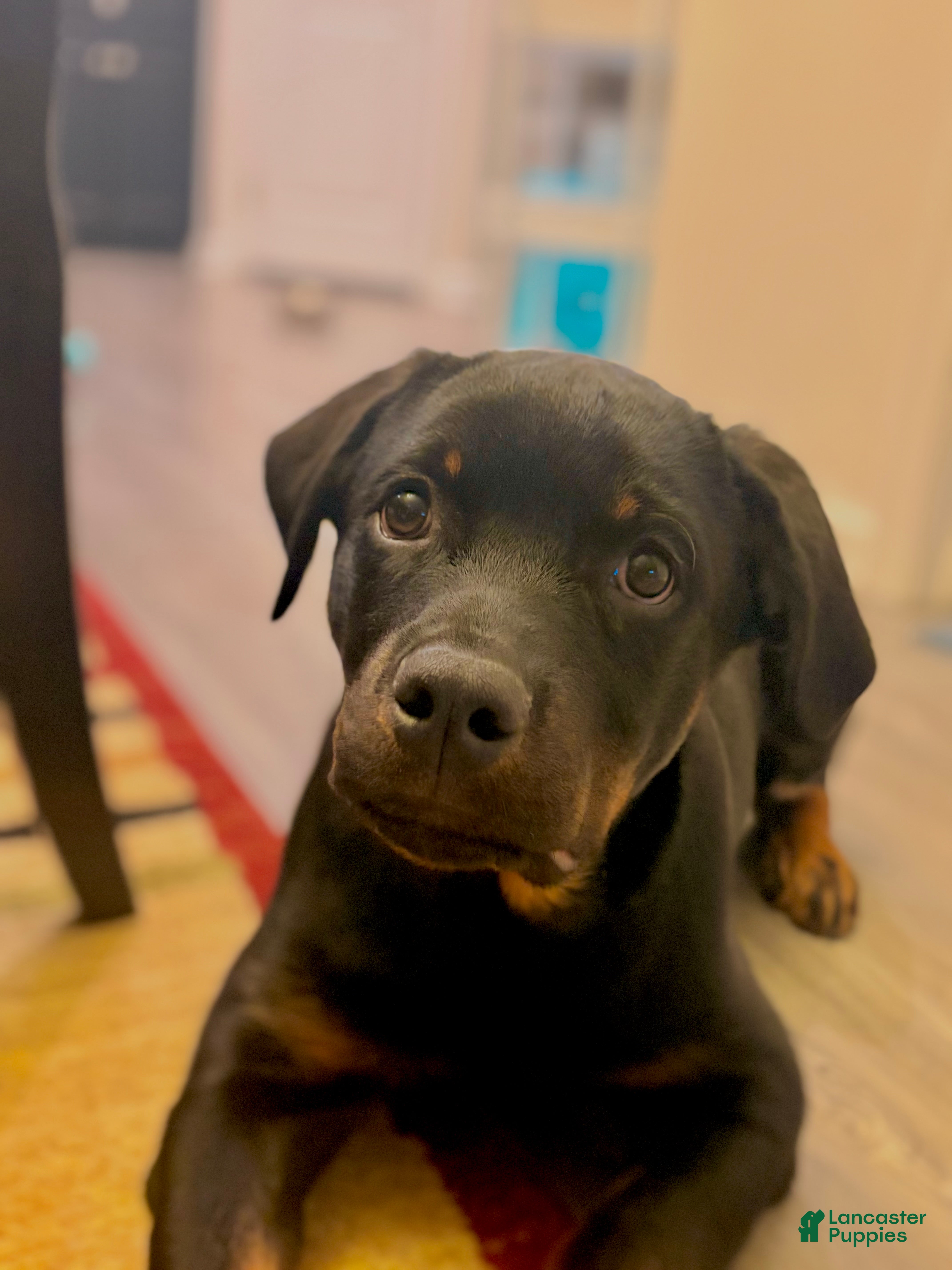 Rottweiler dogs Cash  - Ad 1