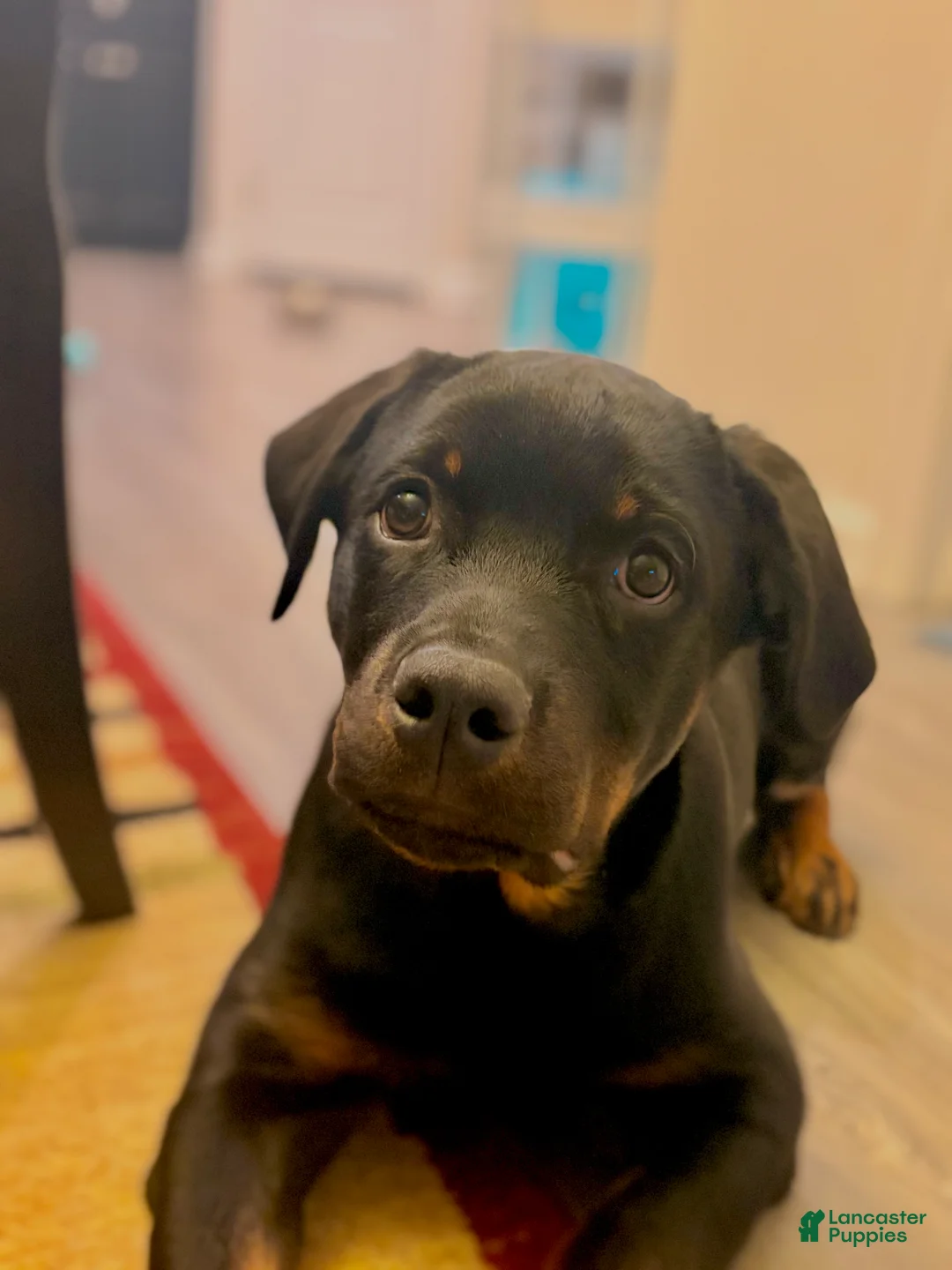 Rottweiler dogs for sale: Cash  - Ad 1