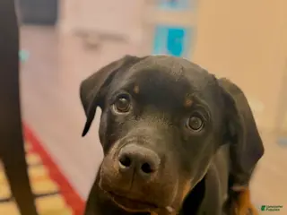 Rottweiler dogs Cash - Ad 30