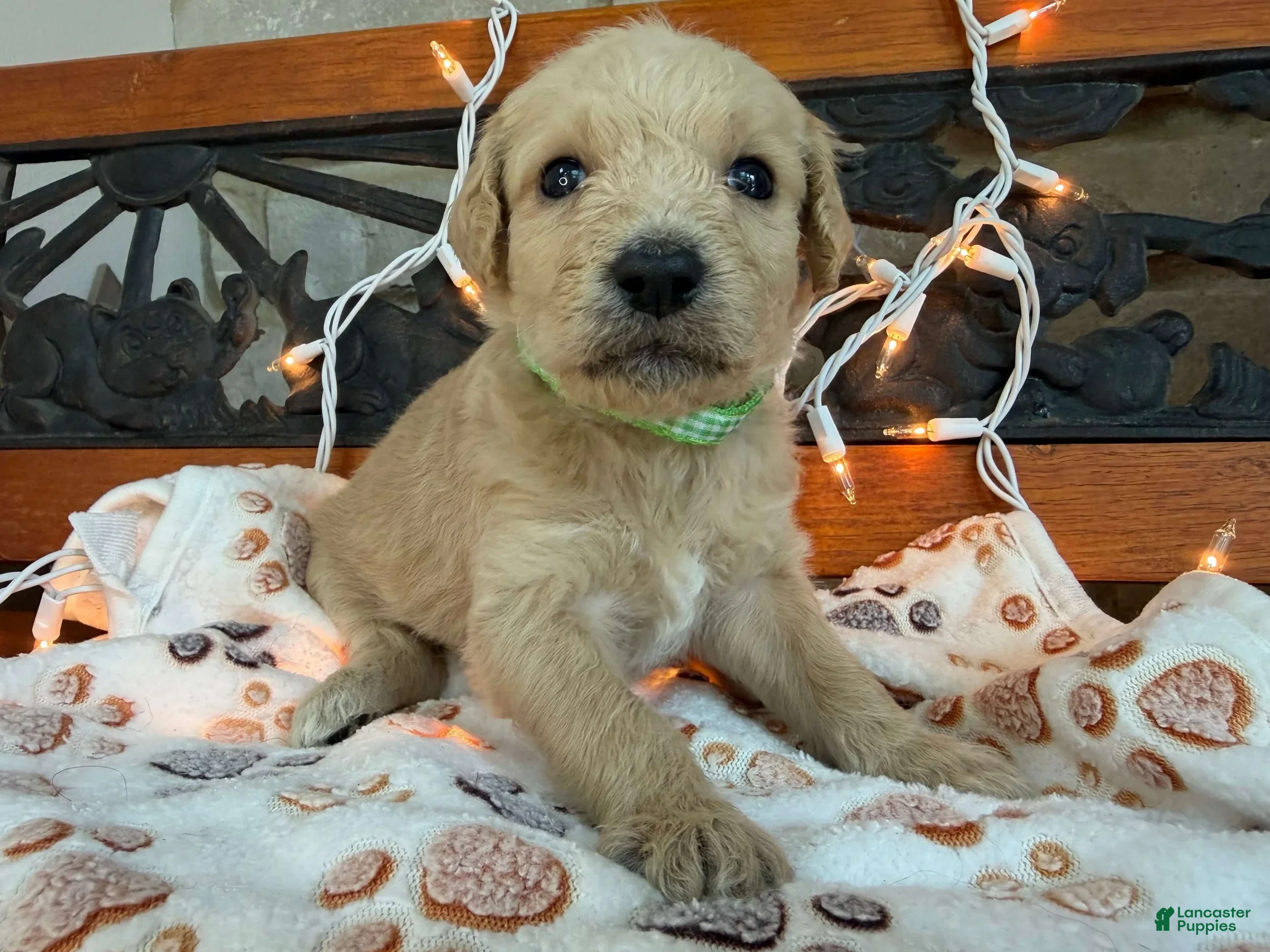 Labradoodle dogs Ziva (Girl) - Ad 2
