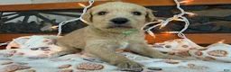 Labradoodle dogs for sale: Ziva (Girl) - Ad 2