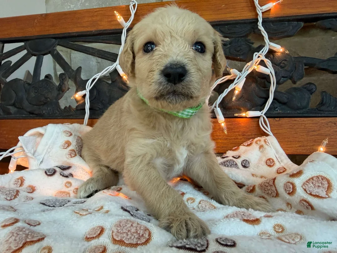 Labradoodle dogs for sale: Ziva (Girl) - Ad 2