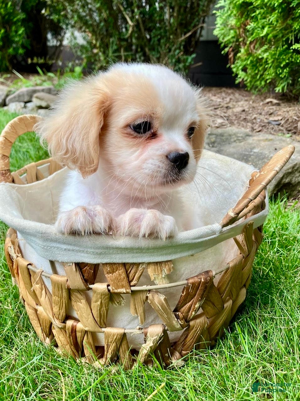 Shih Tzu dogs Hazel - Ad 2