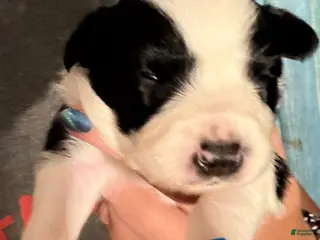Border Collie dogs Blue - Ad 30
