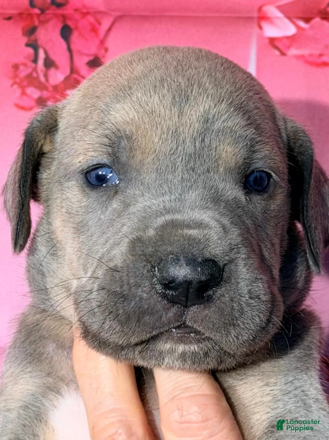 Great Dane dogs for sale: Forrest - Blue Brindle - Ad 1
