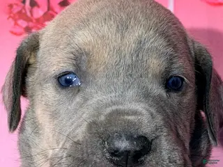 Great Dane dogs Forrest - Blue Brindle - Ad 11