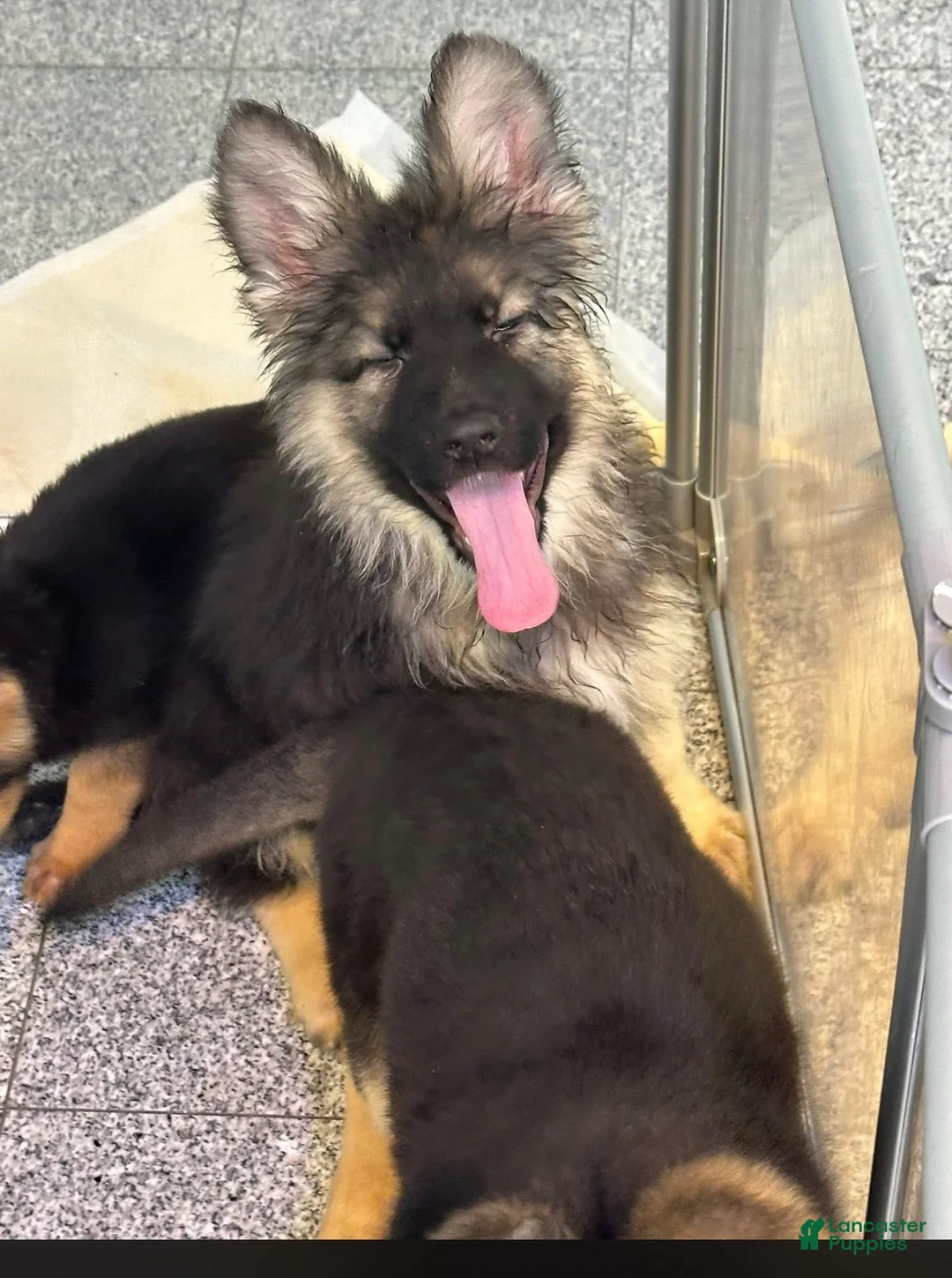 German Shepherd dogs for sale: German Shepherd Puppy 1 - Ad 1