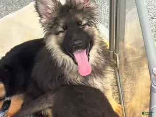 German Shepherd dogs German Shepherd Puppy 1 - Ad 39