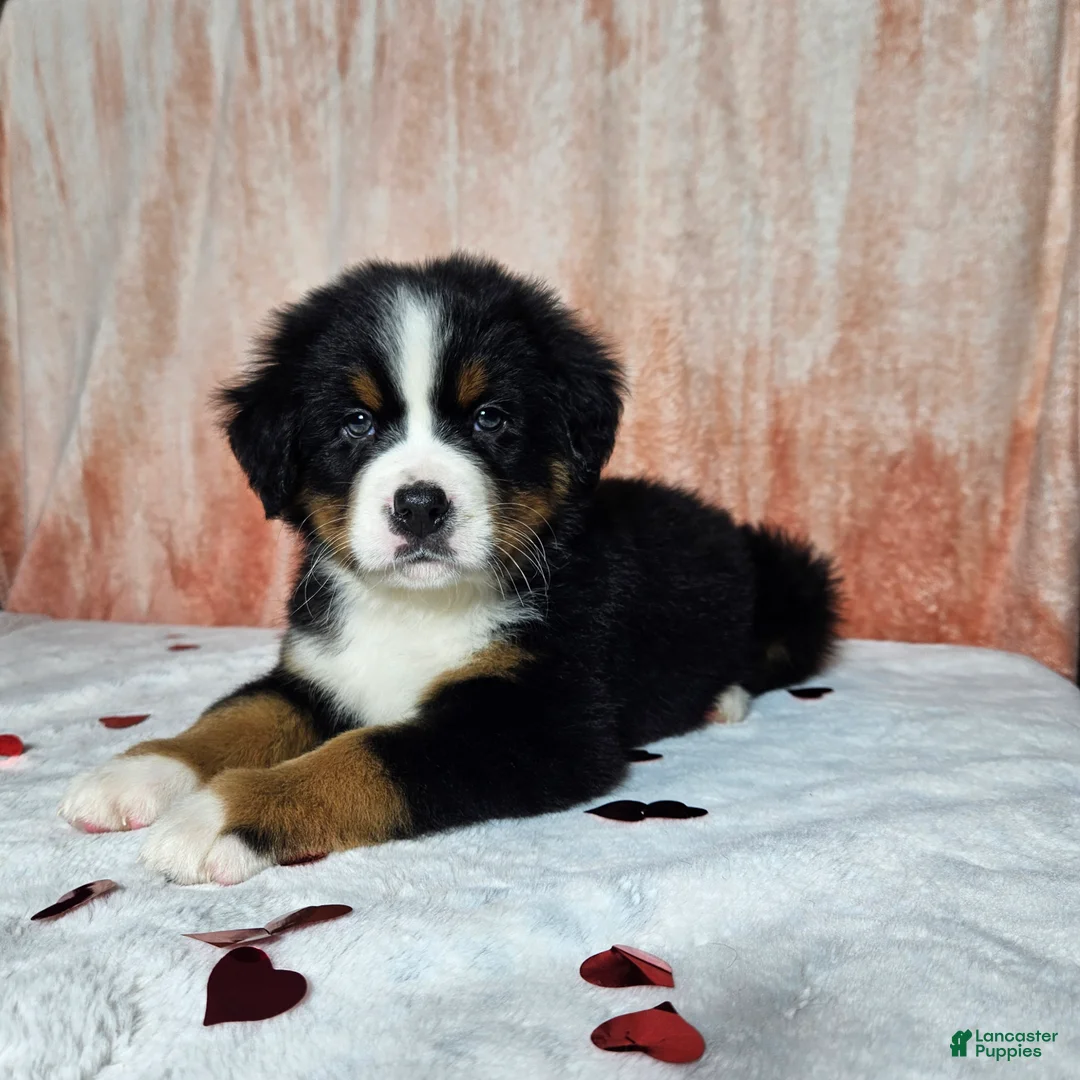 Bernese Mountain Dog dogs for sale: Archie - Ad 2