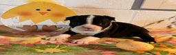 Boston Terrier dogs for sale: Brody - Ad 3