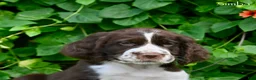 English Springer Spaniel dogs for sale: Simba - Ad 4