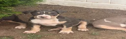 American Bully dogs for sale: Batman - Ad 6