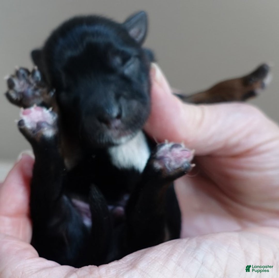 Yorkshire Terrier dogs for sale: Cairo black face - Ad 4