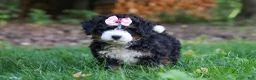 Mini Bernedoodle dogs for sale: Hershey - Ad 1