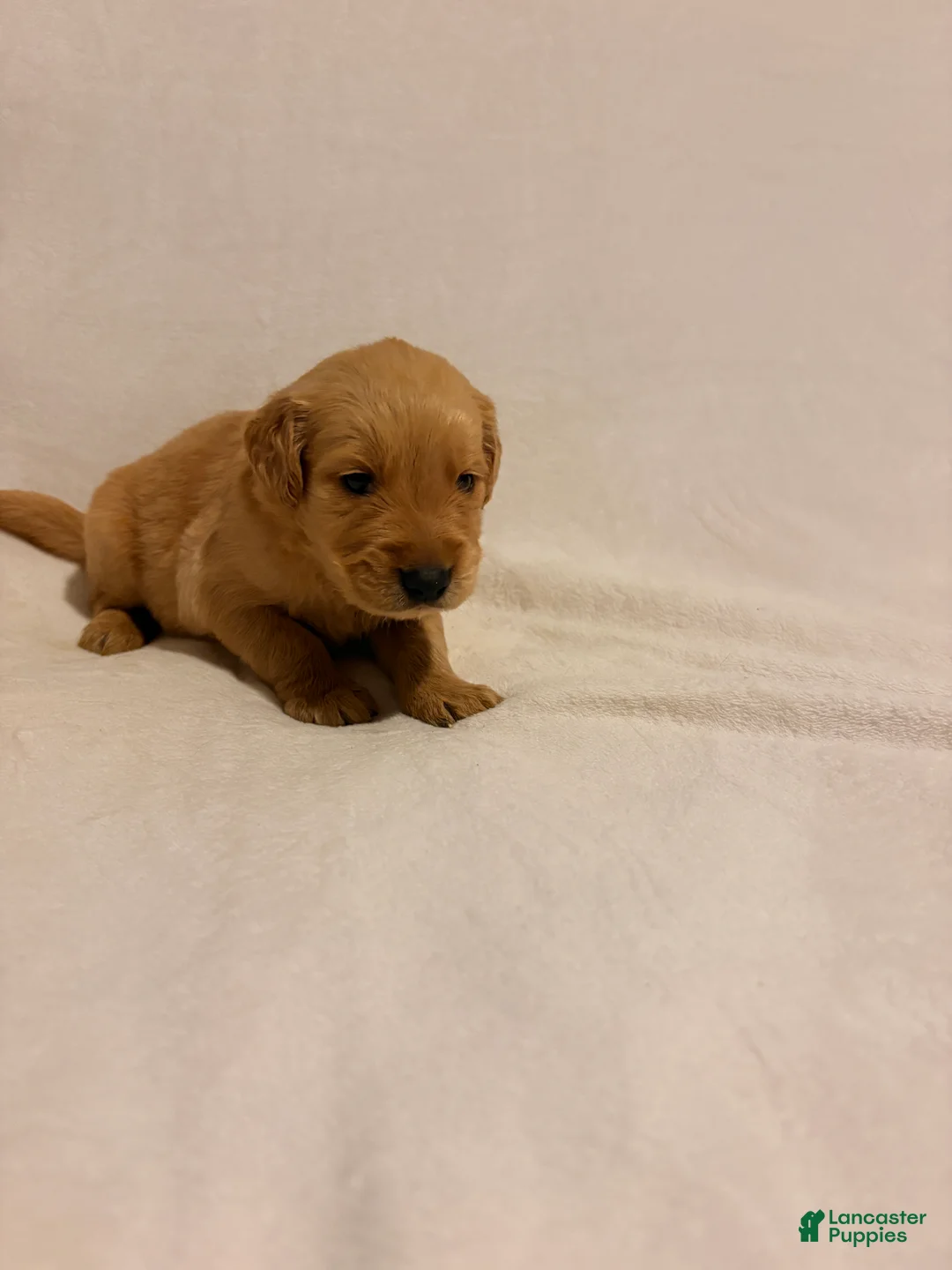 Golden Retriever dogs for sale: Golden Retriever 2 - Ad 2
