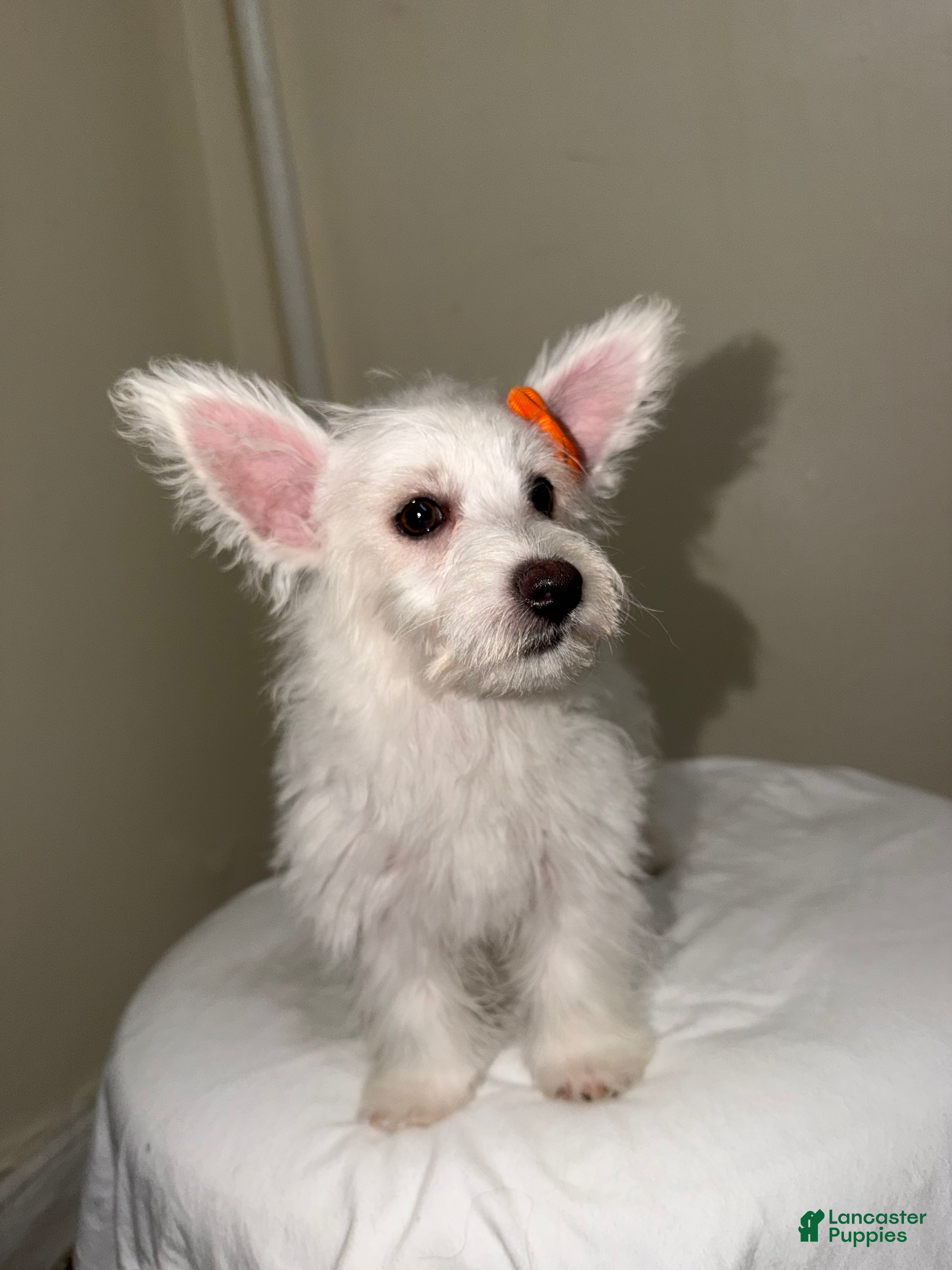 Westiepoo dogs Snowflake  - Ad 2