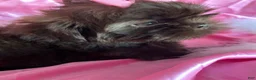 Shih Tzu dogs for sale: Coco  - Ad 5